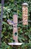 Bluejays_(2)_028.JPG