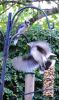 Bluejays_(2)_043.JPG