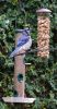 Bluejays_(2)_053.JPG