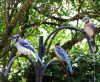 Bluejays_(2)_071.JPG