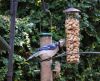 Bluejays_(2)_085.JPG