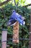 Bluejays_023.JPG