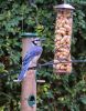 Bluejays_029.JPG