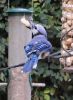 Bluejays_031.JPG