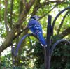 Bluejays_051.JPG