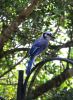 Bluejays_067.JPG