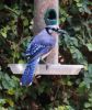 Bluejays_070.JPG