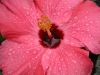 Flower_close_ups_002.JPG