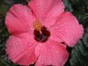 Flower_close_ups_003.JPG